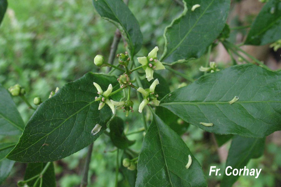 Euonymus europaeus