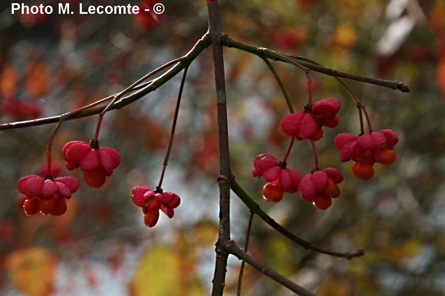 Euonymus europaeus