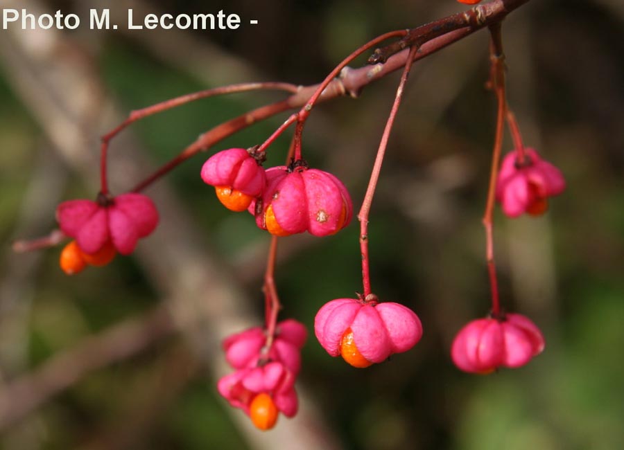 Euonymus europaeus