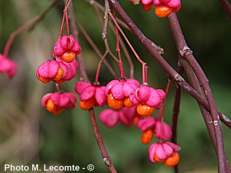 Euonymus europaeus