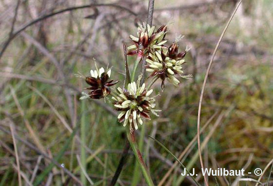 Gagea bohemica subsp. saxatilis (gagée de Bohème poilue)