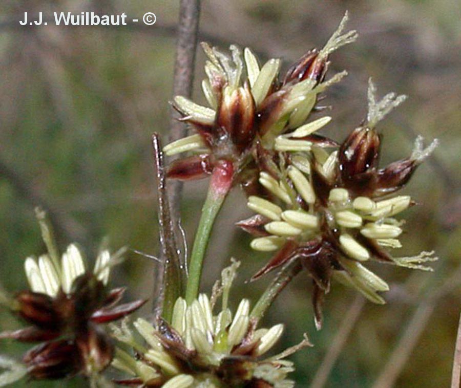 Gagea bohemica subsp. saxatilis (gagée de Bohème poilue)