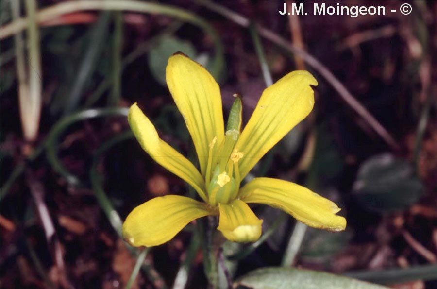 Gagea bohemica subsp. saxatilis (gagée de Bohème poilue)