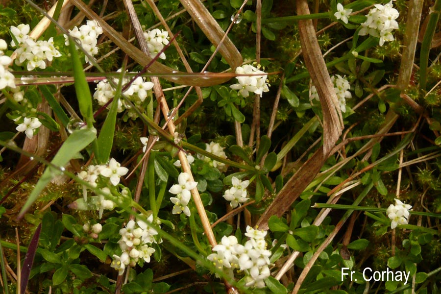 Galium saxatile