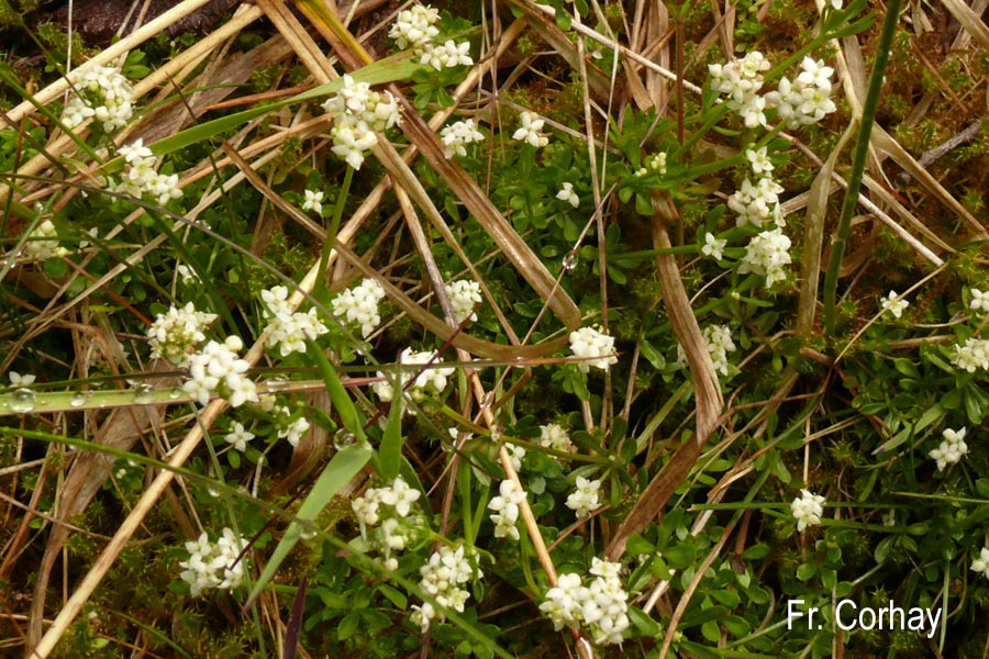 Galium saxatile