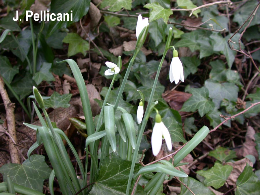 Galanthus nivalis