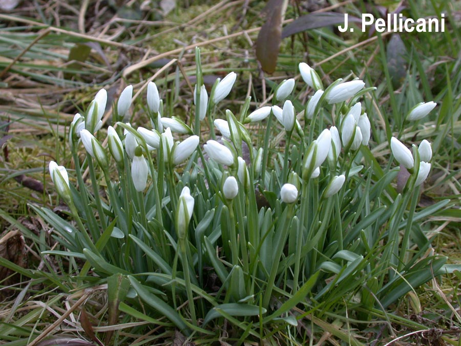 Galanthus nivalis