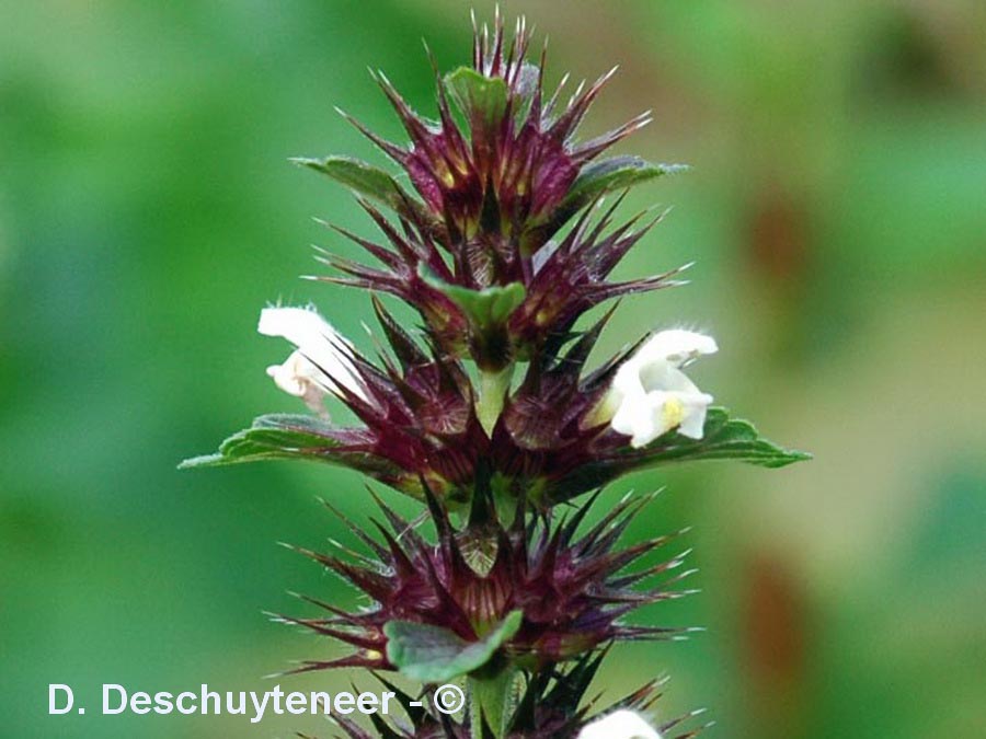 Galeopsis tetrahit (galéopsis tétrahit)