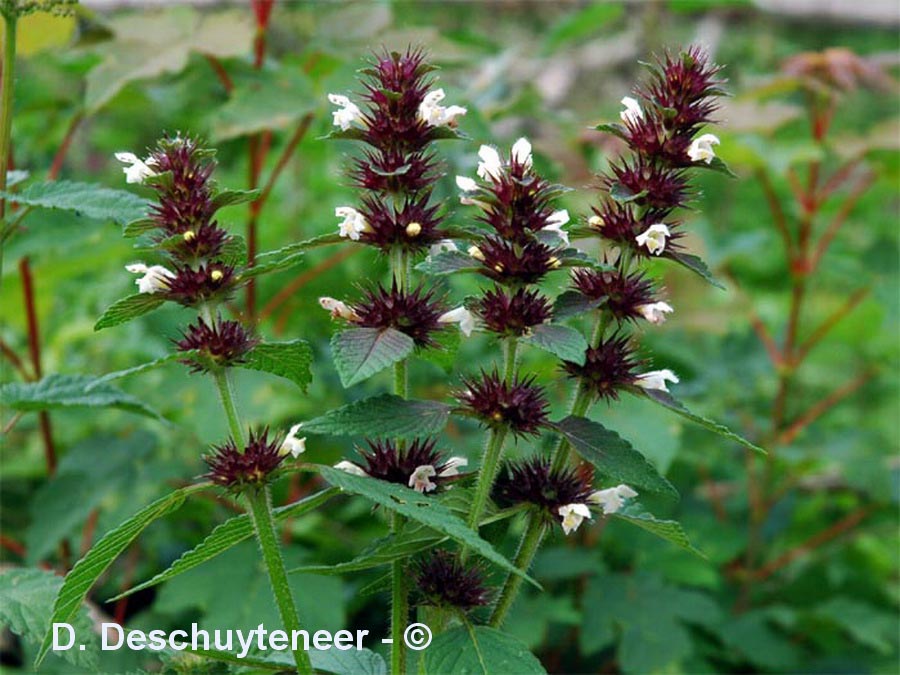 Galeopsis tetrahit (galéopsis tétrahit)