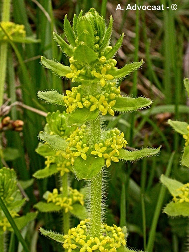Cruciata laevipes (Galium cruciata) (gaillet croisette, croisette commune)
