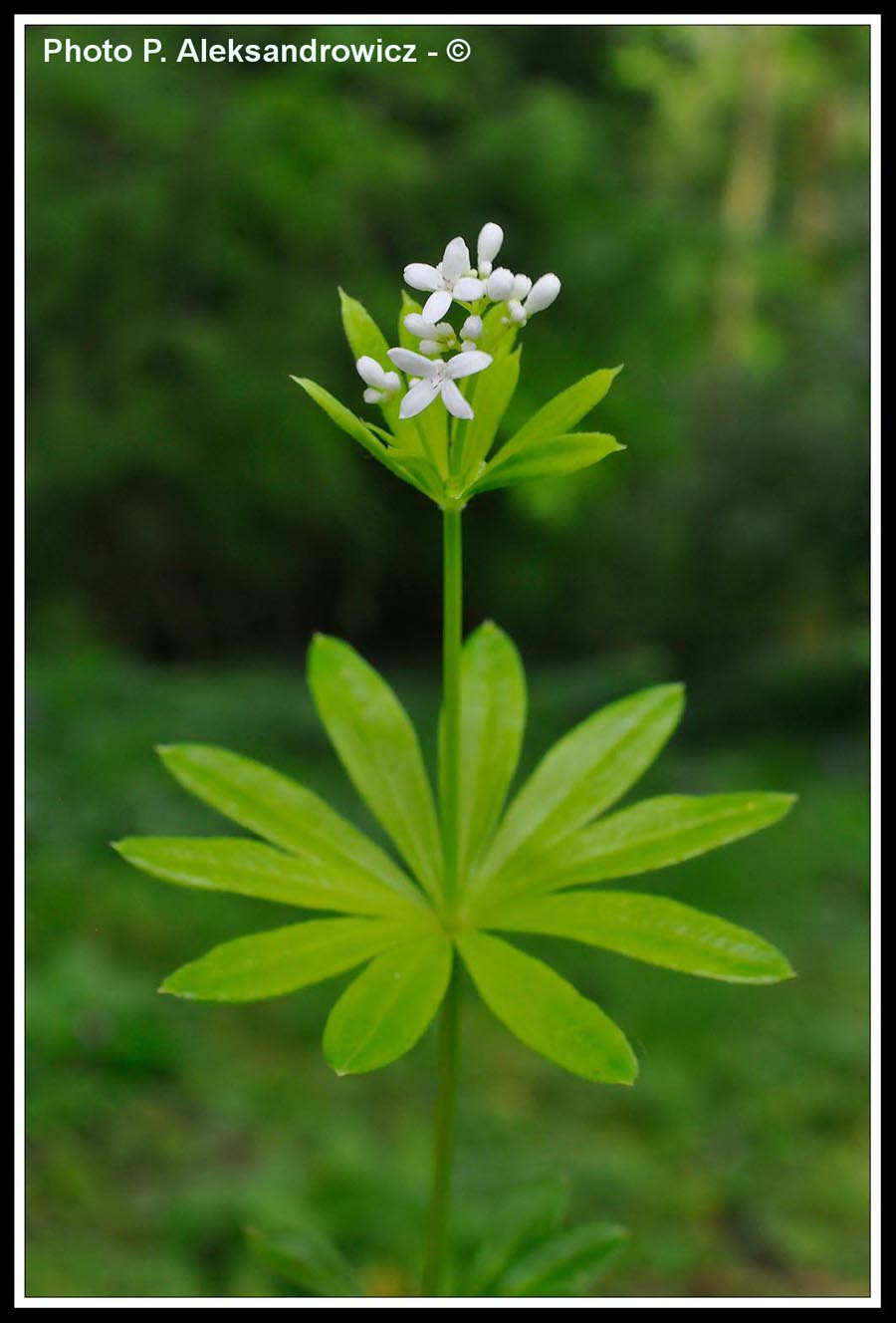 Galium odoratum