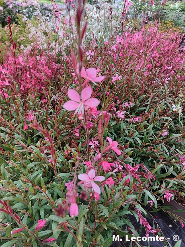 onagre magnifique, Butterfly Gaura