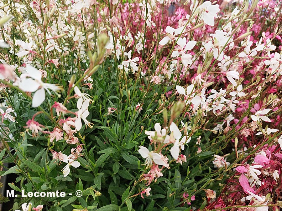 onagre magnifique, Butterfly Gaura