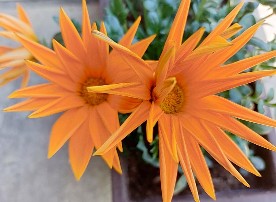 Gazania sp. (cultivar)