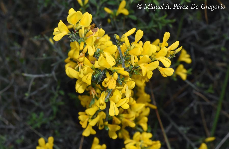 Genista cinerea x Genista scorpius