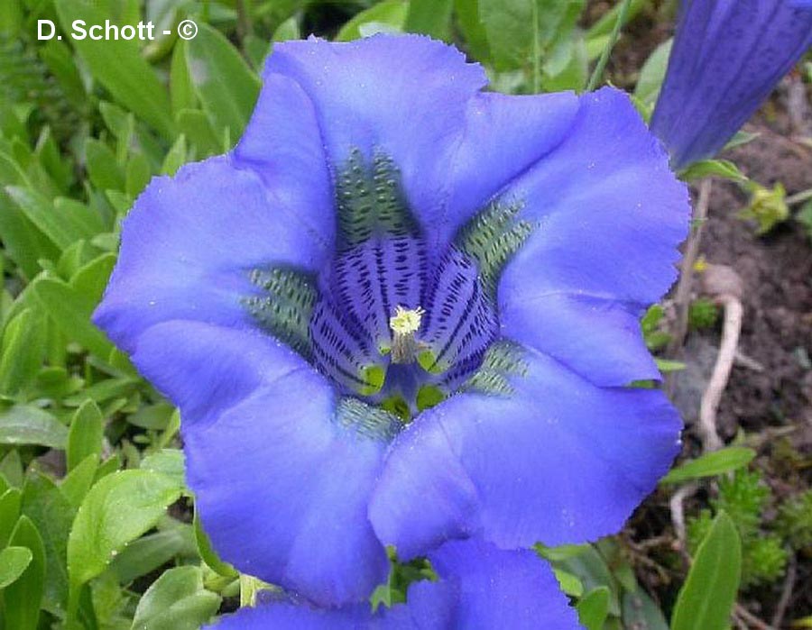 Gentiana acaulis (gentiane acaule)