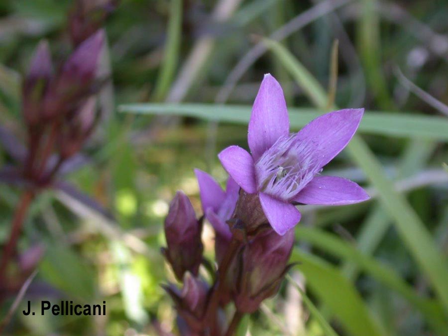 Gentiana germanica