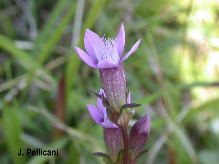 Gentiana germanica