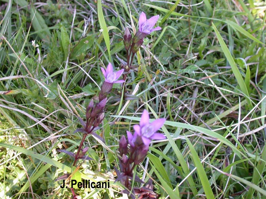 Gentiana germanica