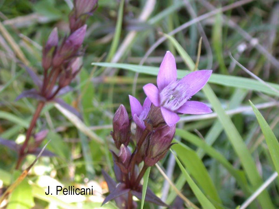 Gentiana germanica