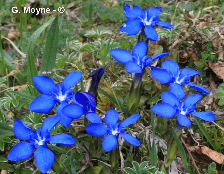Gentiana verna (gentiane de printemps)