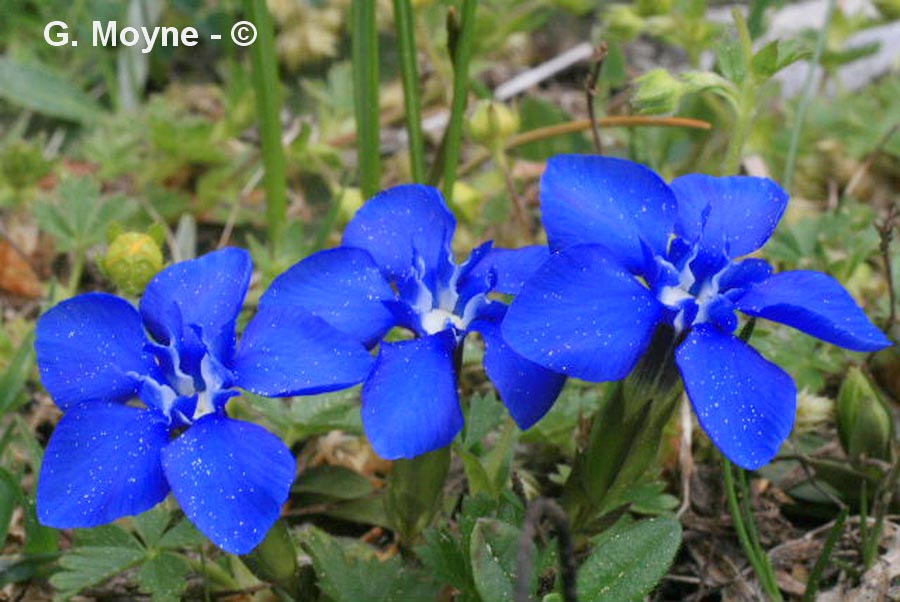 Gentiana verna (gentiane de printemps)