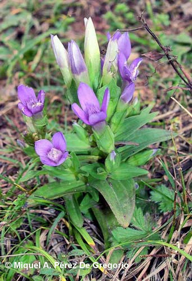 Gentianella campestris (gentiane des champs)