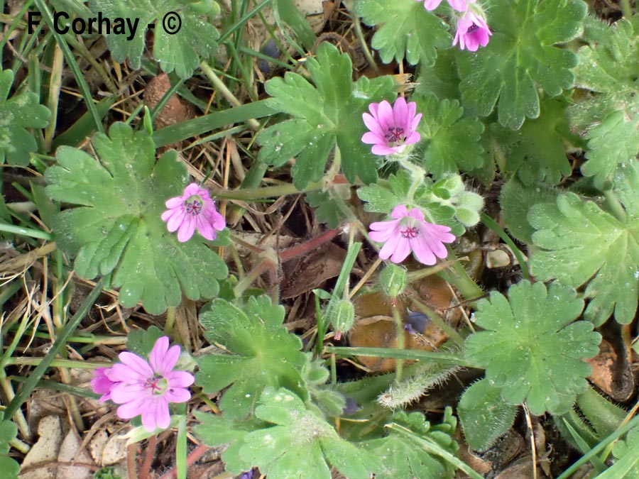 Geranium molle (géranium mou)