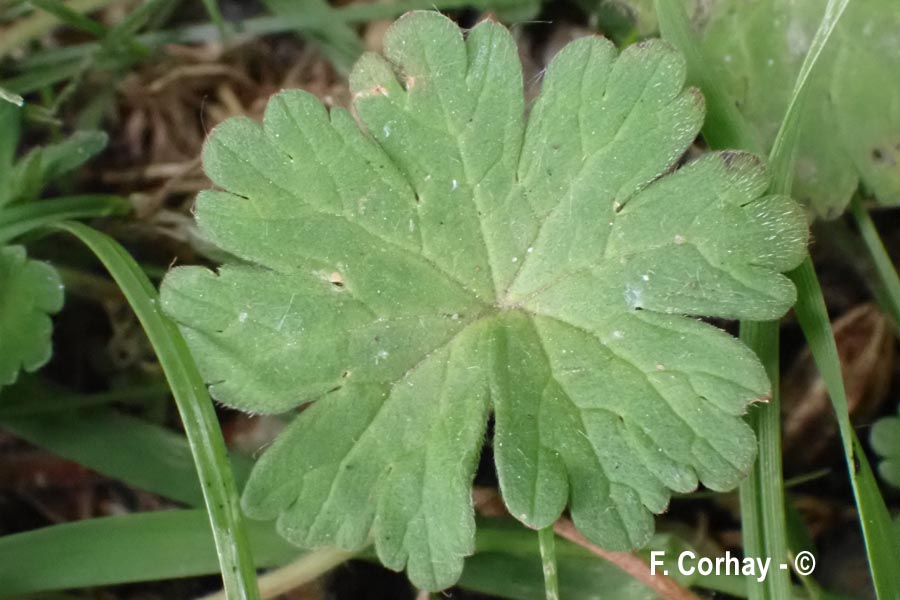 Geranium molle (géranium mou)