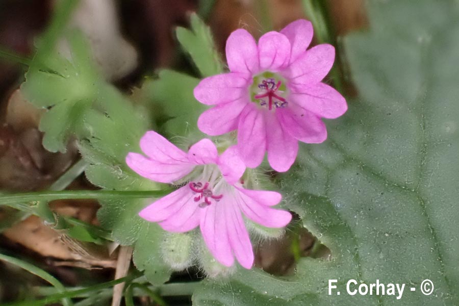 Geranium molle (géranium mou)