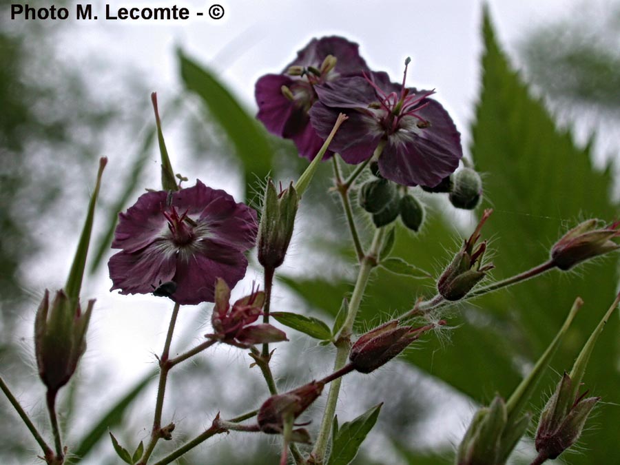 Geranium phaeum