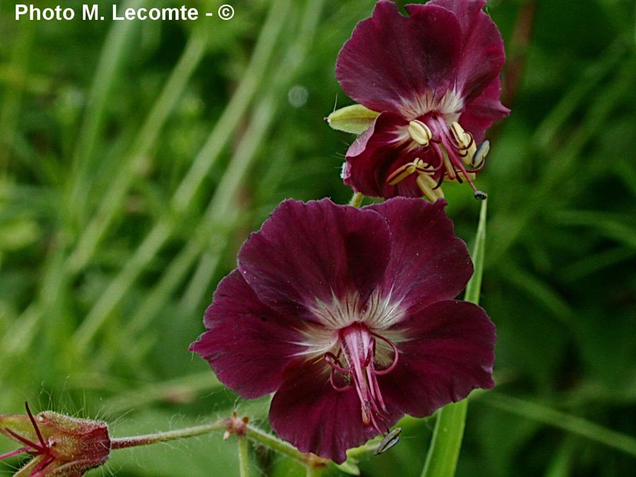 Geranium phaeum