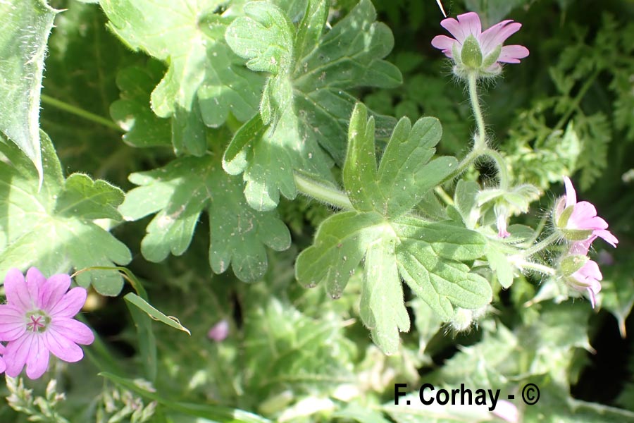 Geranium pusillum (géranium fluet)