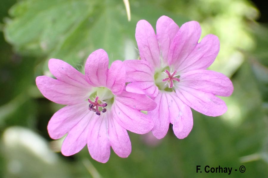 Geranium pusillum (géranium fluet)