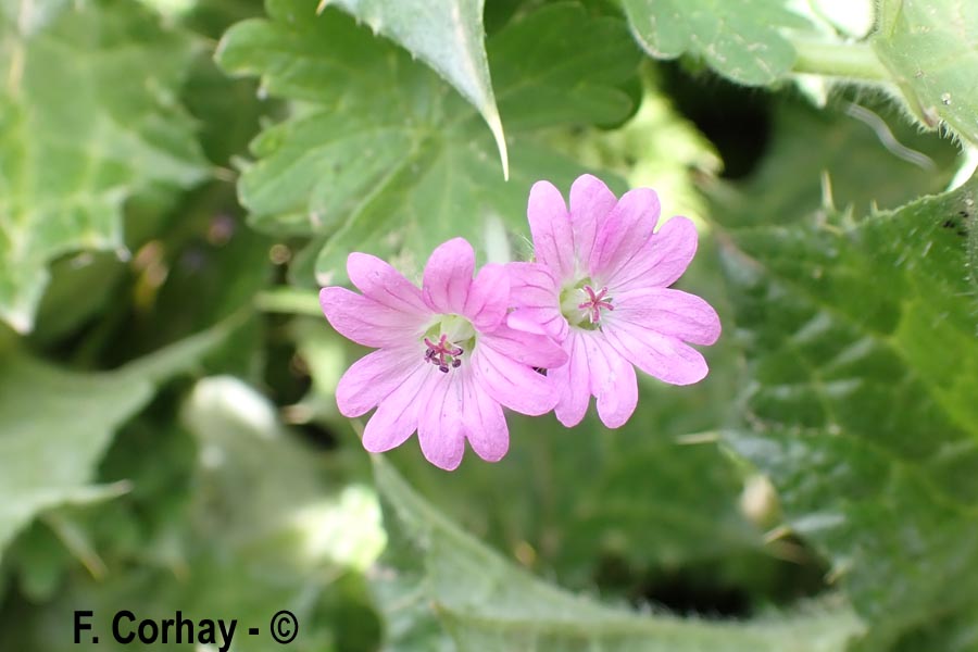 Geranium pusillum (géranium fluet)