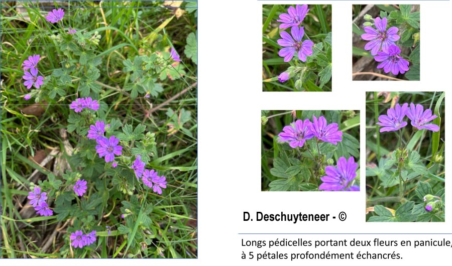 Geranium pyrenaicum