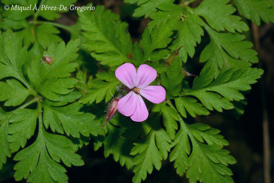 Geranium robertianum