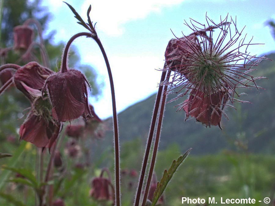 Geum nivale