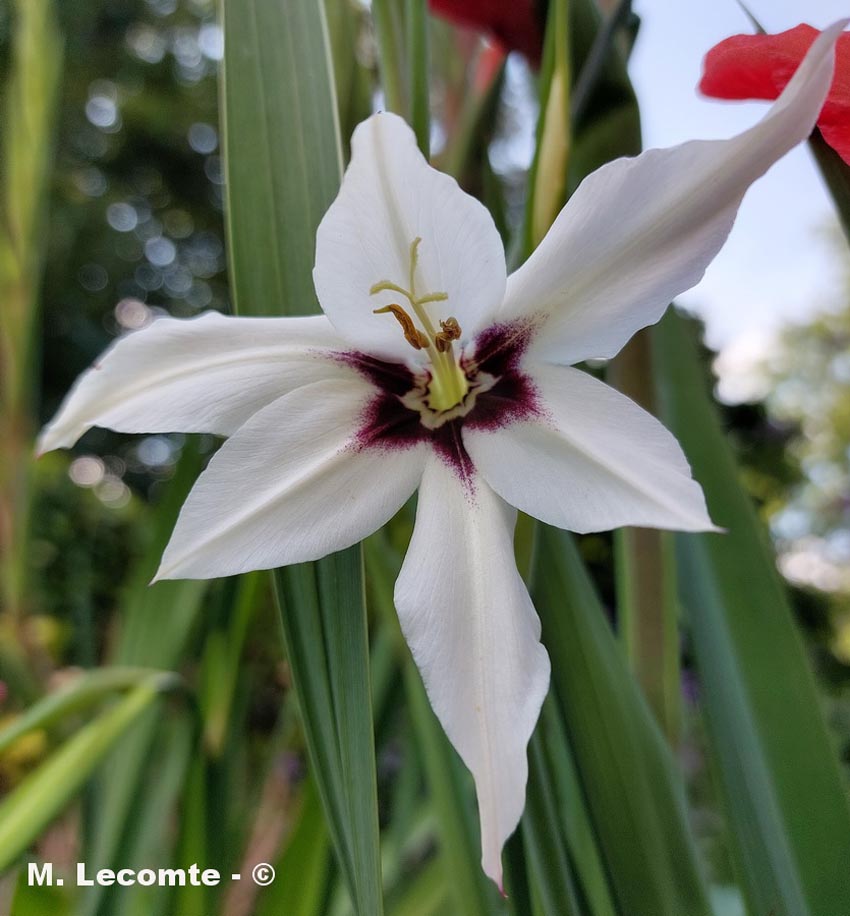 Gladiolus callianthus (glaïeul à belles fleurs)