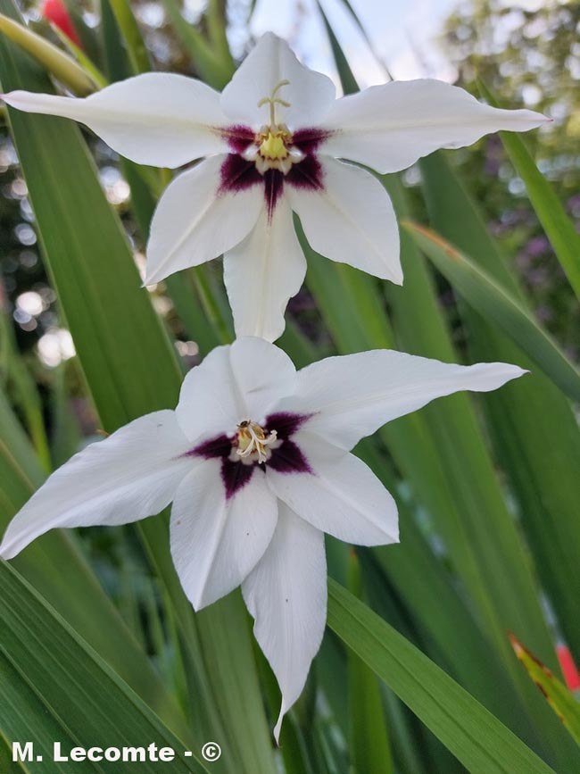 Gladiolus callianthus (glaïeul à belles fleurs)