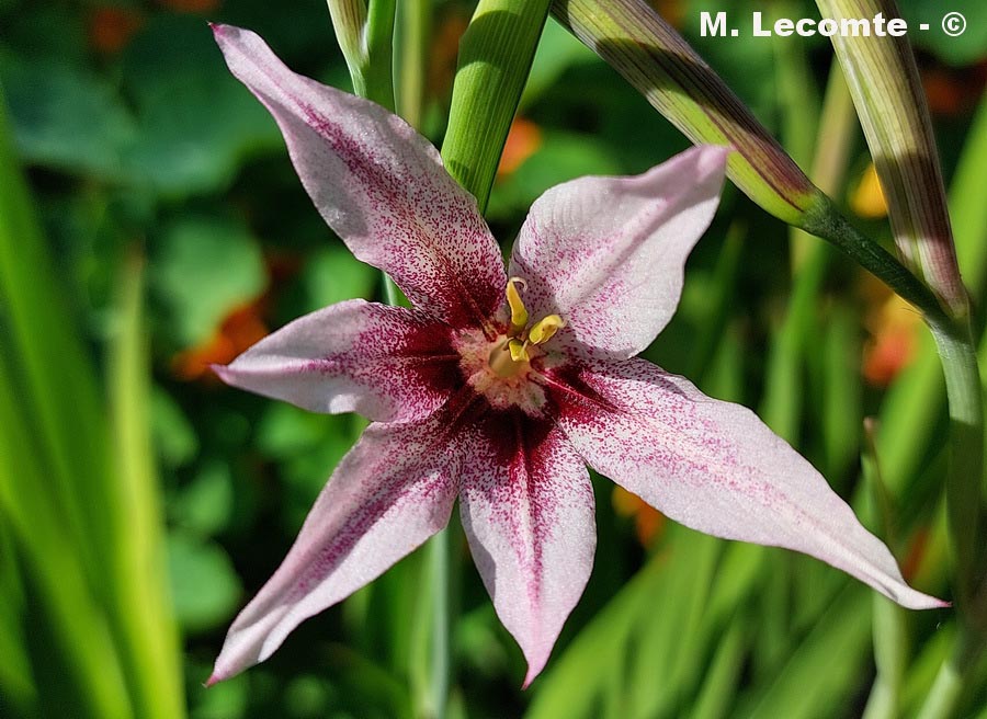 Gladiolus callianthus (glaïeul à belles fleurs)