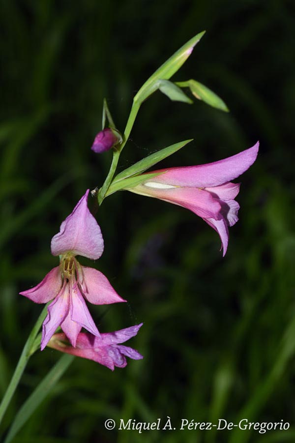 Gladiolus illyricus