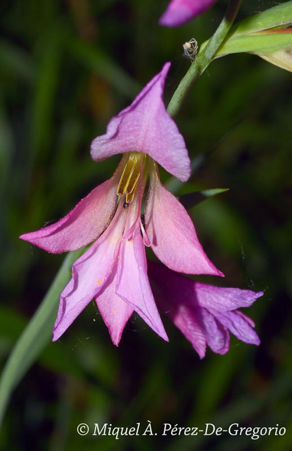 Gladiolus illyricus