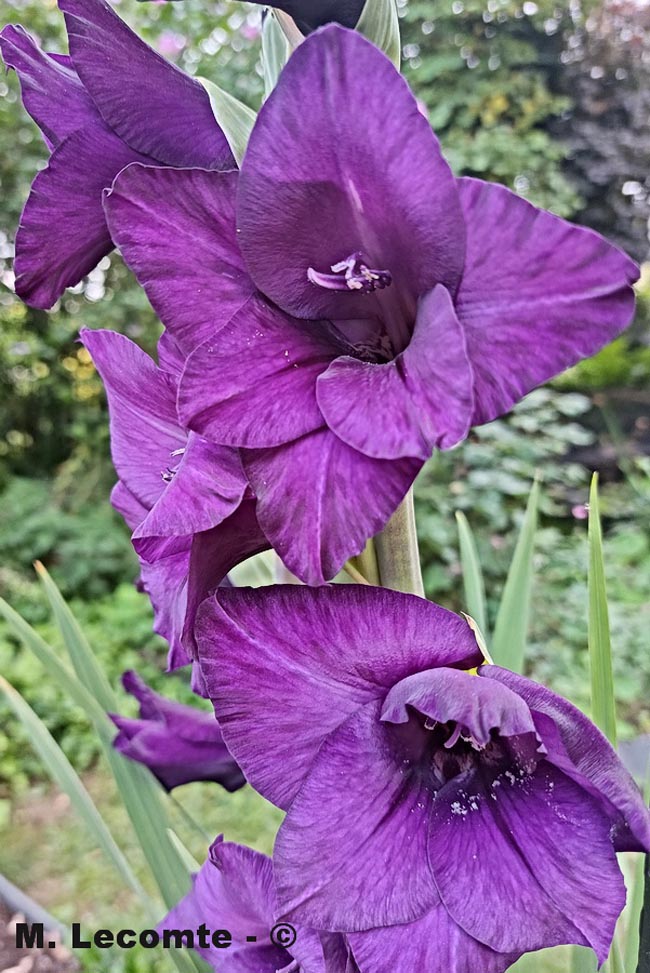 Gladiolus x communis
