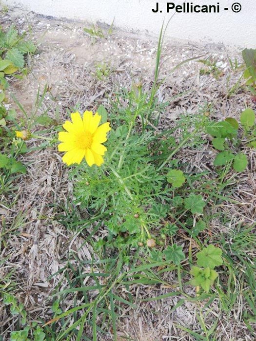 Glebionis coronaria