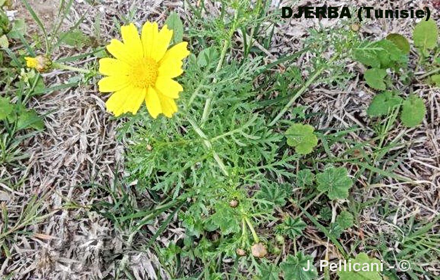 Glebionis coronaria