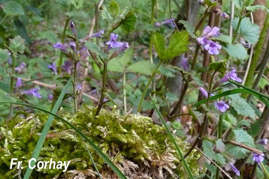 Glechoma hederacea