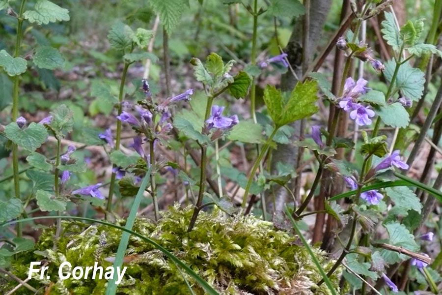 Glechoma hederacea