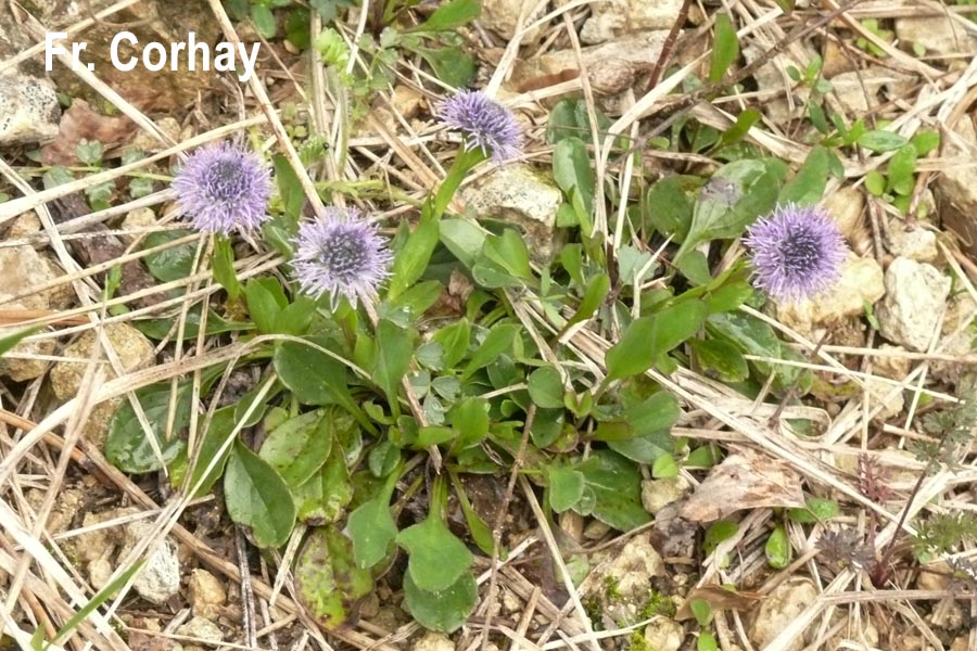 Globularia bisnagarica