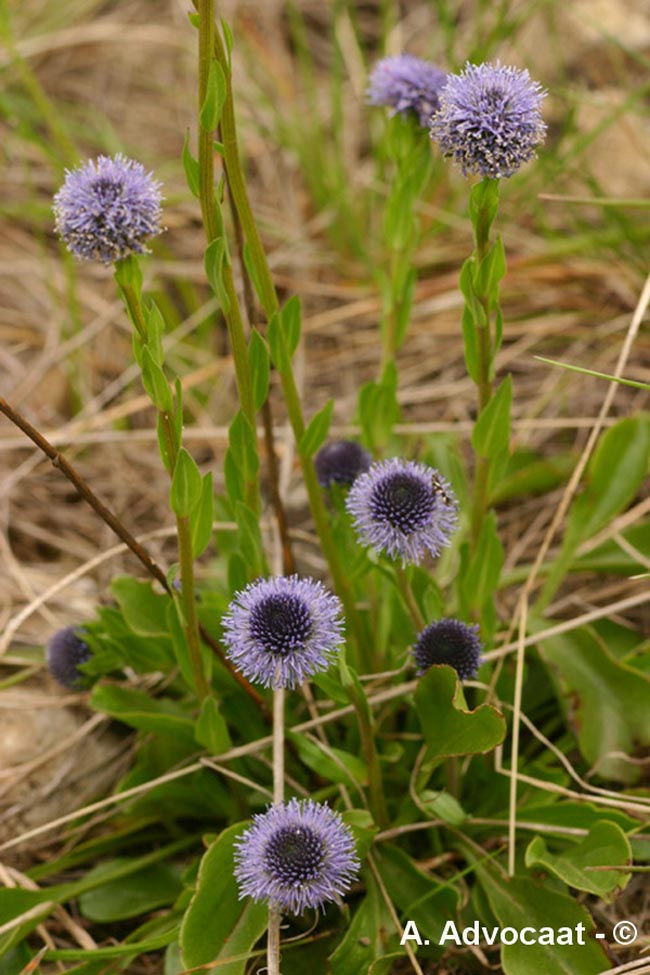 Globularia vulgaris (globulaire commune)